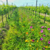 BioDyn Weinhof Haider Eiswein 2018