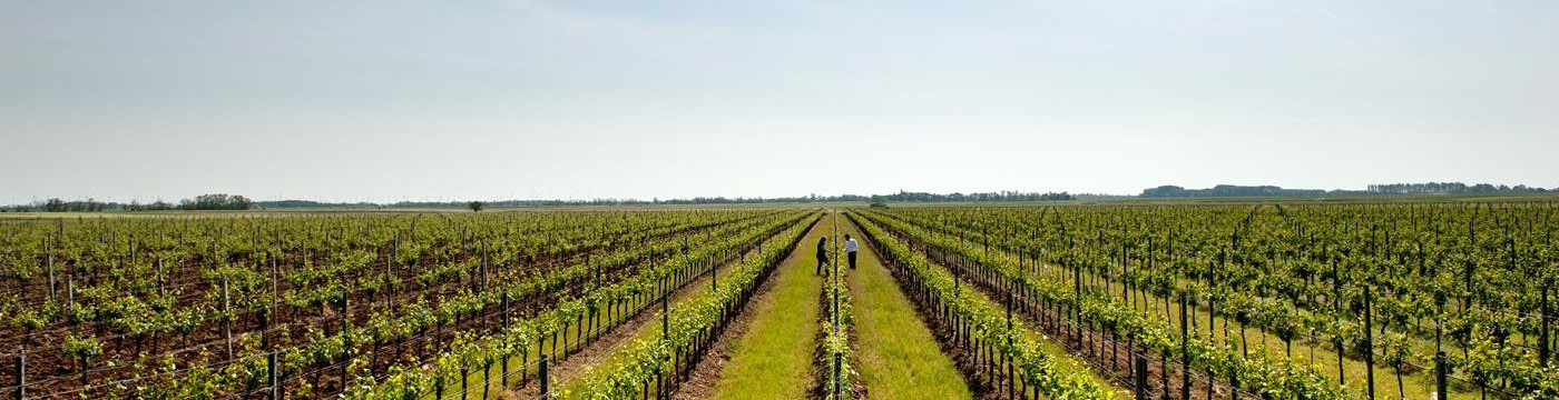 Neusiedlersee