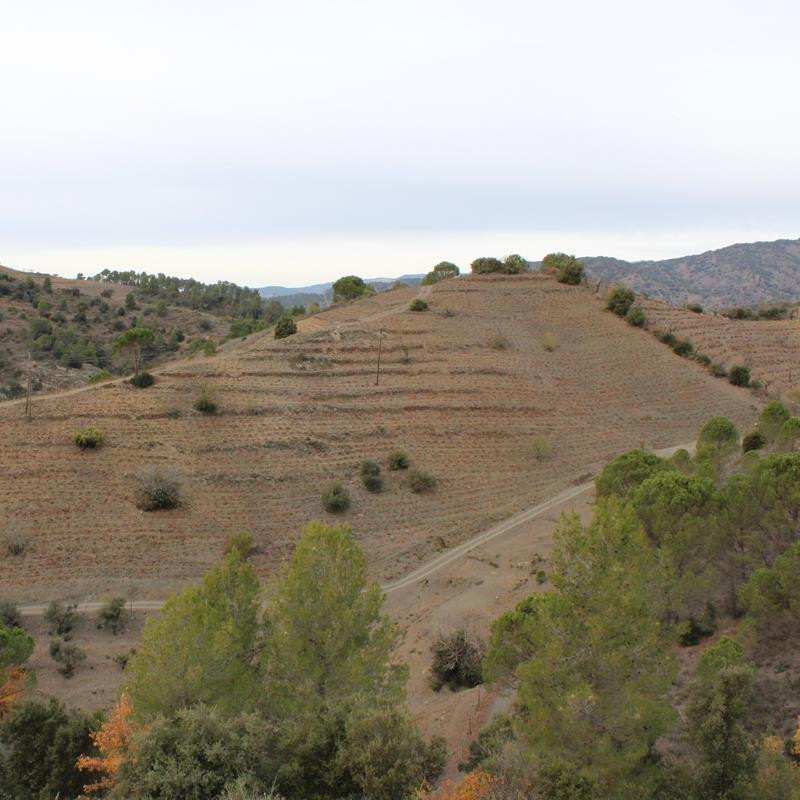 Familia Nin Ortiz Garnacha Anfora 2017