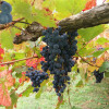 TerraQuilia Lambrusco Falconero24 Cru Monte Alfonso 2018