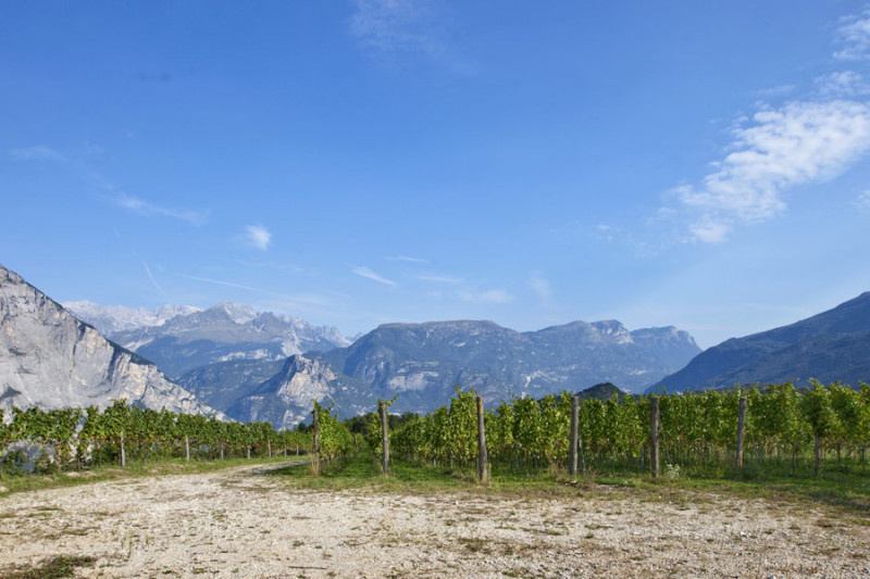Bellaveder Pinot Nero "San Lorenz" 2019
