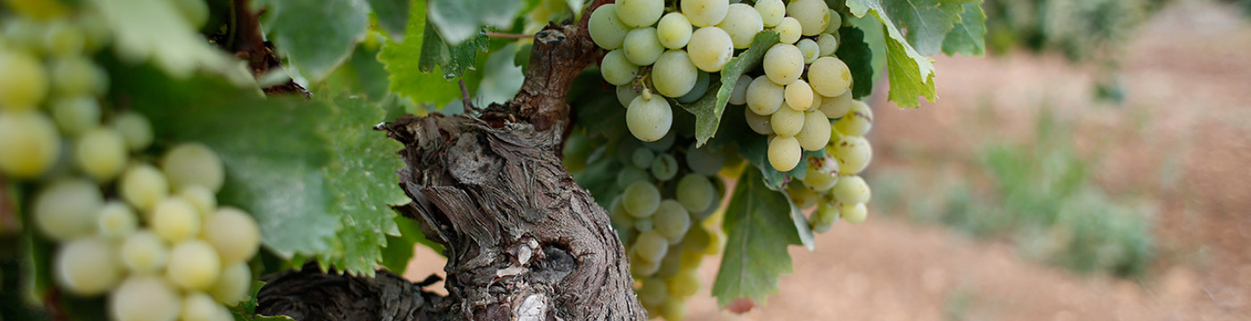 Entroterra Marsalese