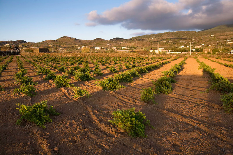 Marco De Bartoli Passito di Pantelleria Bukkuram Padre della Vigna 2014