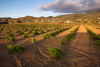 Marco De Bartoli Passito di Pantelleria Bukkuram Padre della Vigna 2014