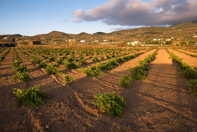 Sulle Isole del Mediterraneo, si celano grandi storie, per vini dal carattere davvero unico!
