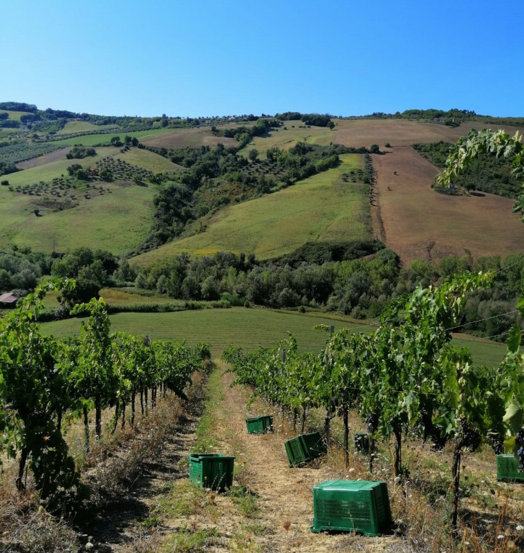 Cirelli Trebbiano d'Abruzzo "Anfora" 2018