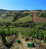 Cirelli Trebbiano d'Abruzzo "Anfora" 2018