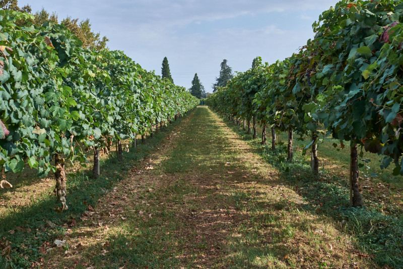 Paltrinieri Lambrusco di Sorbara Leclisse 2022