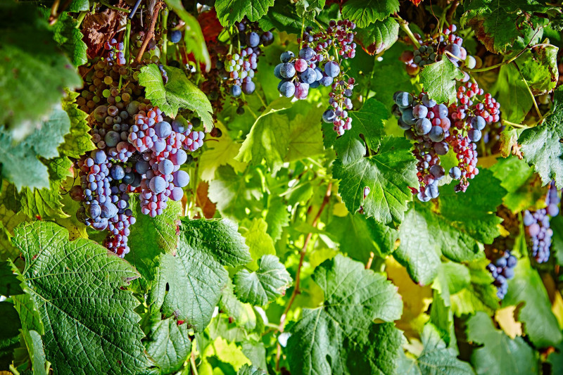 Paltrinieri Lambrusco di Sorbara Sant'Agata 2023