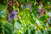 Paltrinieri Lambrusco di Sorbara Sant'Agata 2023
