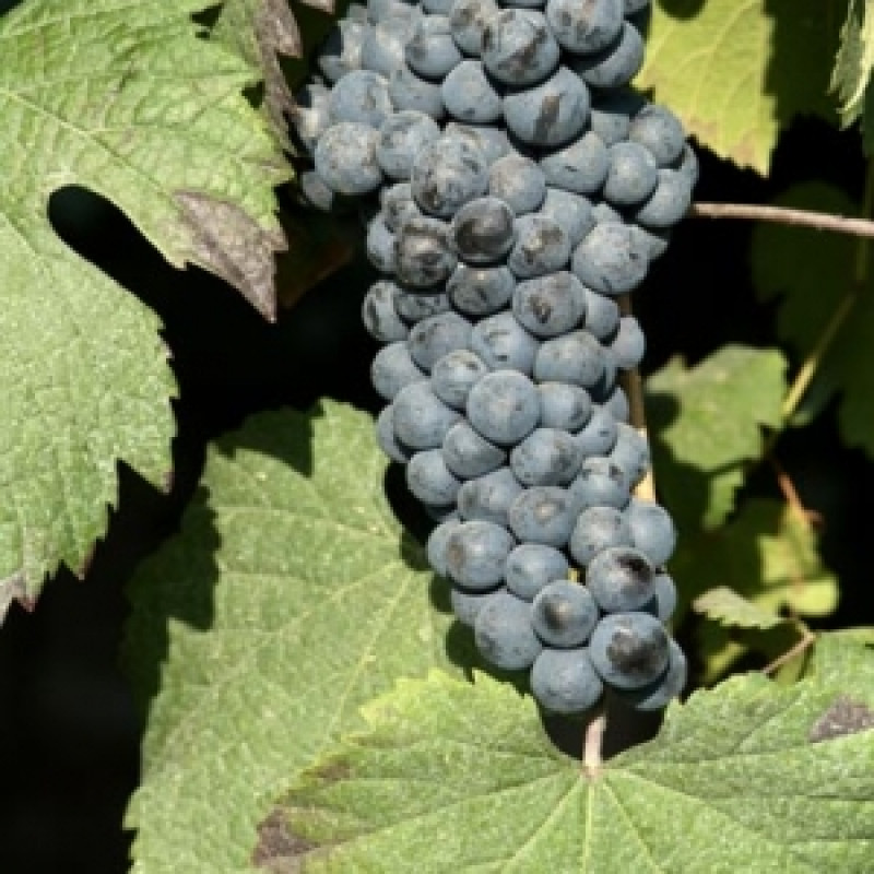 Paltrinieri Lambrusco di Sorbara Piria 2023