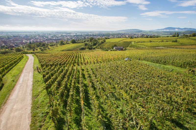 Domaine Neumeyer Gewurztraminer Taureau 2018