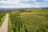 Domaine Neumeyer Riesling Hospices 2022