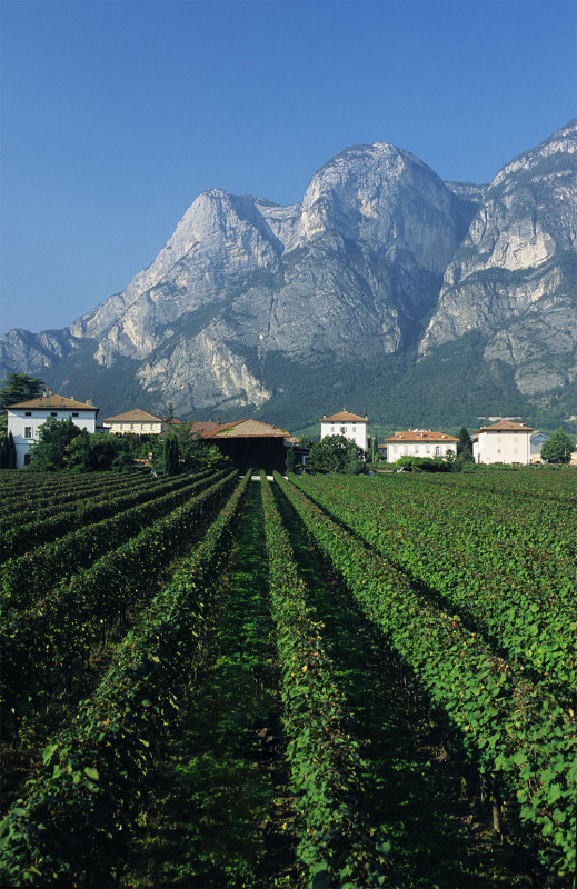 Foradori Teroldego Morei 2018