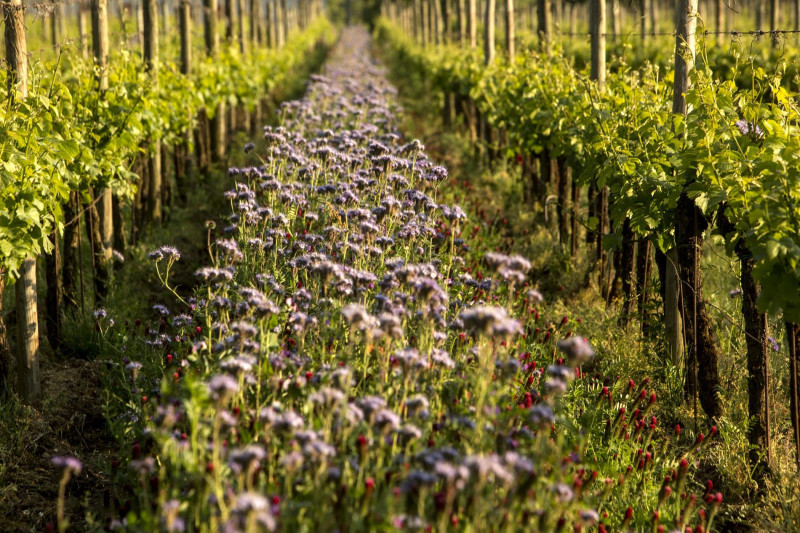 Mosnel Franciacorta Brut Magnum S.A.