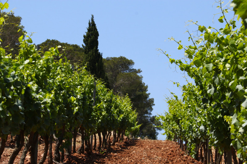 Domaine de la Navicelle Rosé 2023