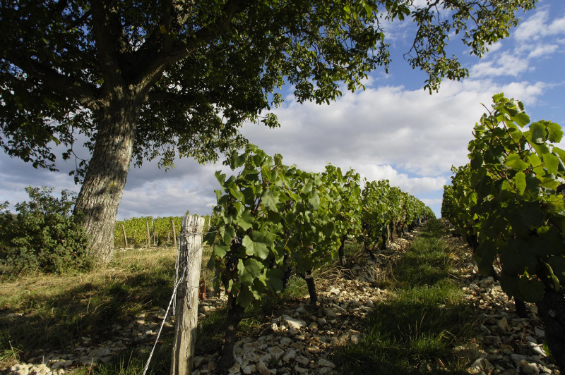 Francois le Saint Pouilly-Fumé 2019