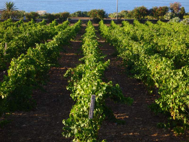 Hibiscus Zibibbo Grotta dell'Oro 2022