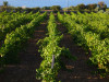 Hibiscus Zibibbo Grotta dell'Oro 2022