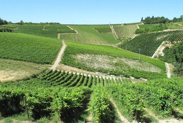 Vigneti Massa - Walter Massa