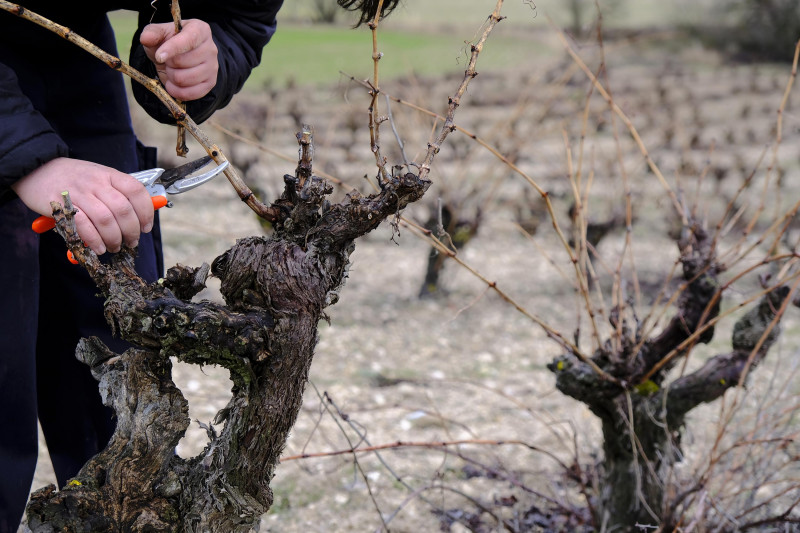 Ribera del Duero Camino Romano 2020