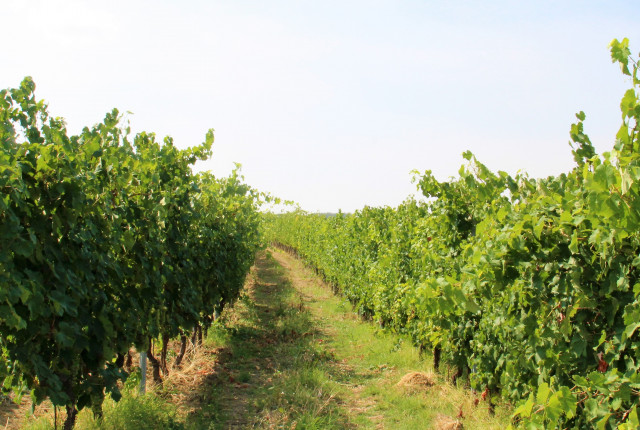 I vini dei Vignaioli dei Colli Tortonesi!