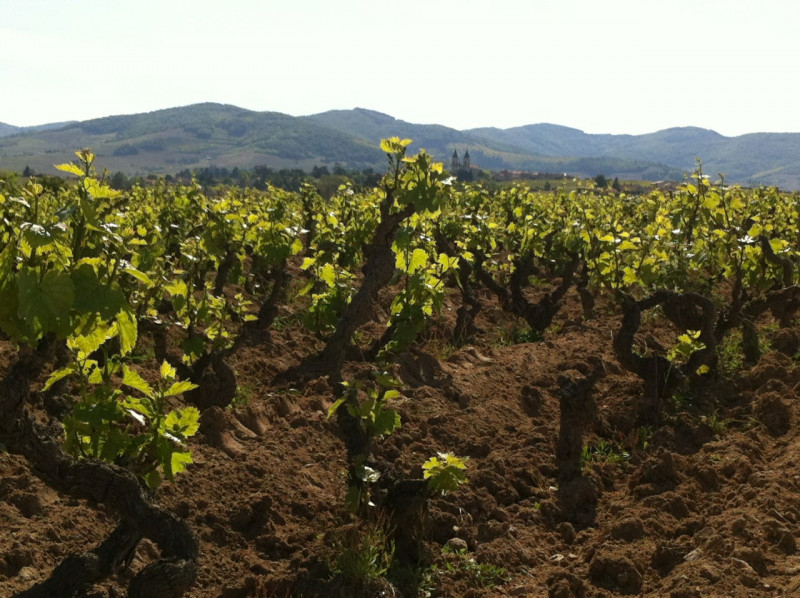 Régnié Gamay "Grain & Granit" 2018