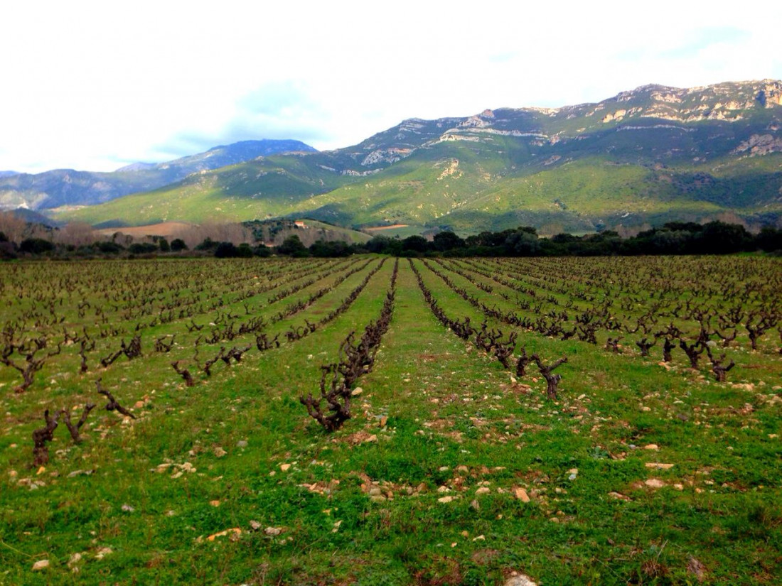 Domaine Nicolas Mariotti Bindi