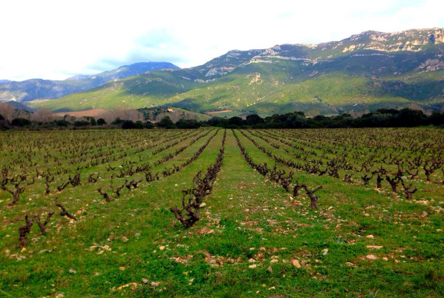 Domaine Nicolas Mariotti Bindi