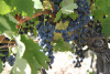 Ribera del Duero Camino Romano 2022