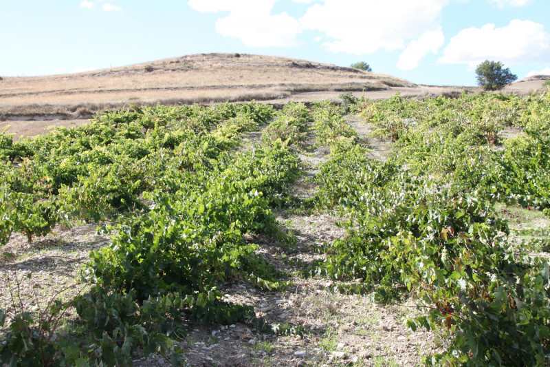 Ribera del Duero Dominio Romano 2016