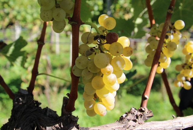Sauvignon Blanc, un vitigno dai tratti inconfondibili!