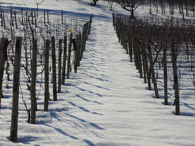 Barbera d'Alba Ferdinando Principiano 2022