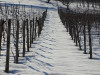 Barbera d'Alba Ferdinando Principiano 2022