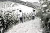 Barbera d'Alba Ferdinando Principiano 2022