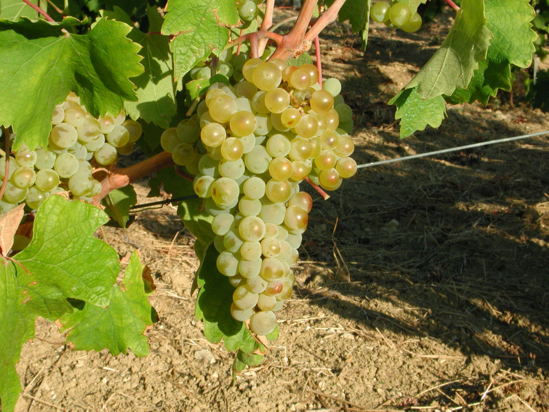 Derthona Vigneti Massa 2023 tappo stelvin
