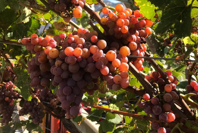 Il grande fascino ed i profumi, dei vini prodotti da uve aromatiche!