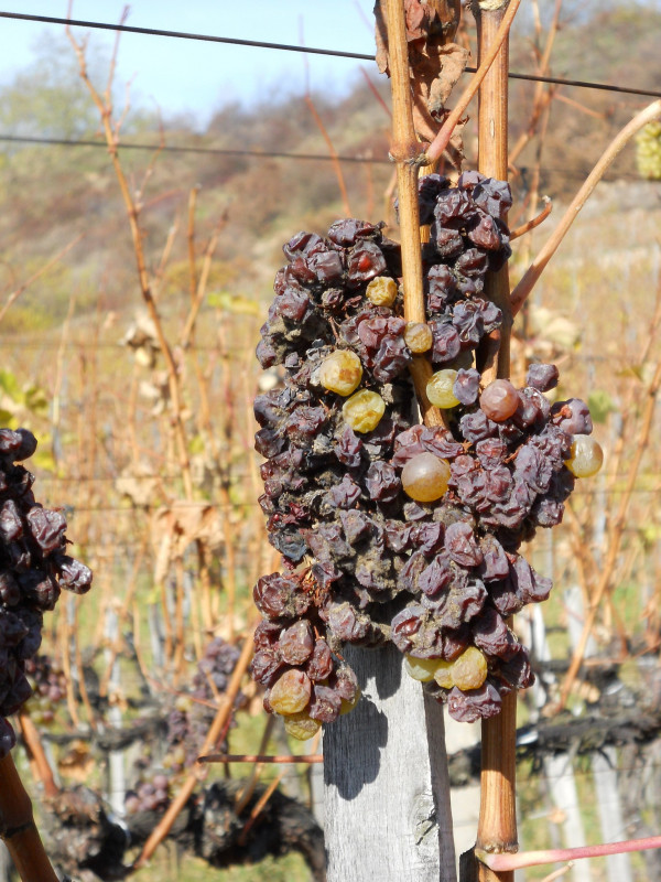 Tokaji Aszu 6 Puttonyos 2013