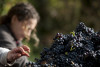 Bourgogne Rouge Mercurey Vielles Vignes 2020