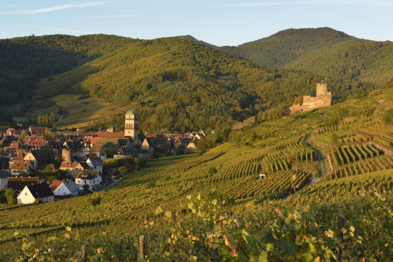 Bernard Haas Alsace Sylvaner Vielles Vignes 2021