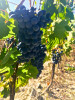 La Raia Barbera 2023