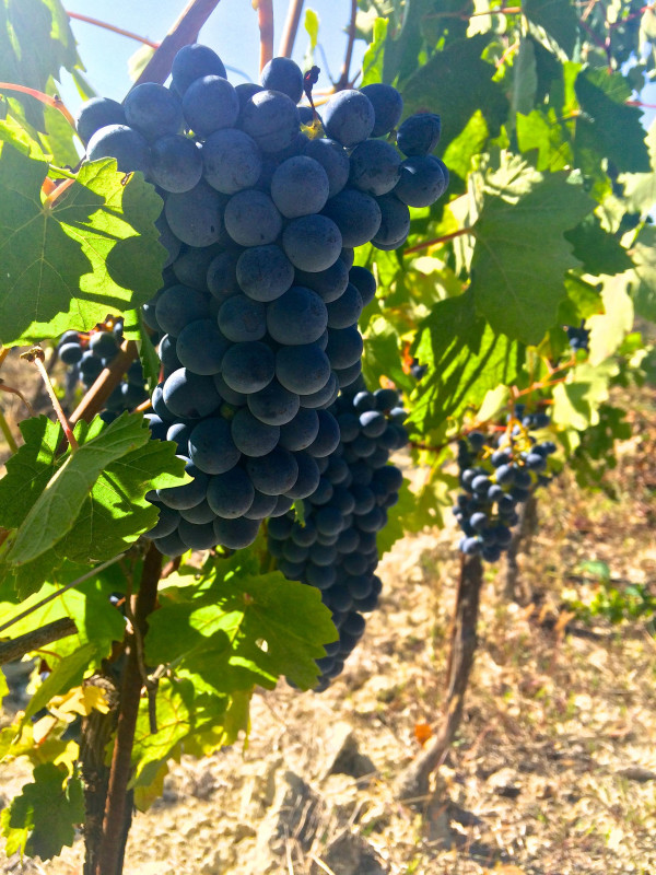 La Raia Barbera 2022
