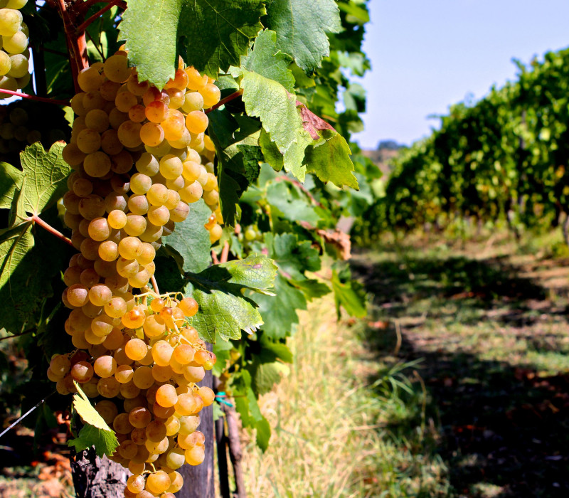 La Raia Gavi Riserva Vigna Madonnina 2018