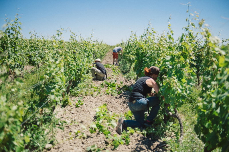 Saumur Chenin Blanc Terres Blanches 2022
