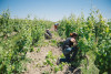 Saumur Chenin Blanc Terres Blanches 2022