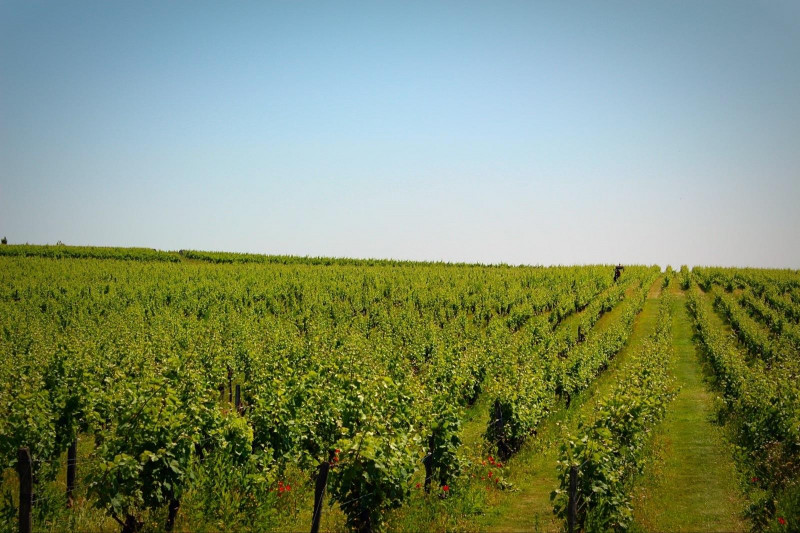 Saumur Cabernet Franc Ilot des Biches 2020