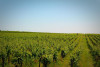 Saumur Chenin Blanc Terres Blanches 2022