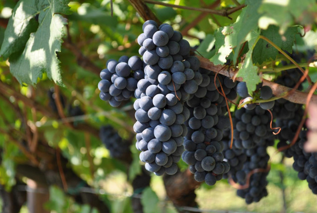 La selezione di Enovely per Mauro!