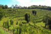 Arcari + Danesi Franciacorta Saten 2018