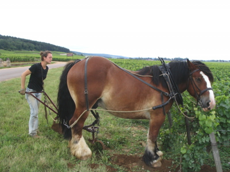 Arlaud Bourgogne Roncevie 2021